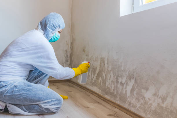 Licensed Basement Mold Removal service in Cliffside Park, NJ - WQB Mold Removal