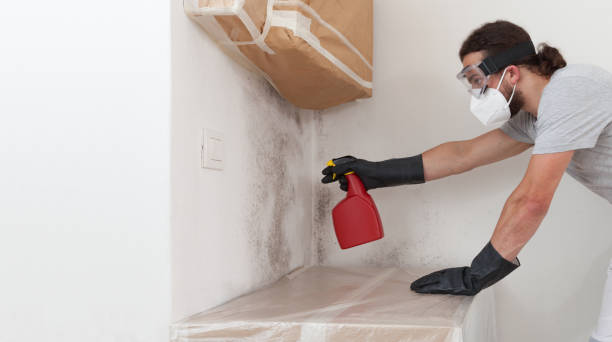 Professional Basement Mold Removal technician working in Cliffside Park, NJ