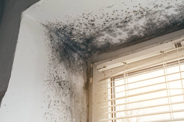 Affordable Basement Mold Removal solutions in Cliffside Park, NJ