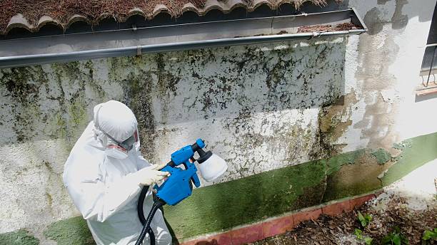 Top rated local Basement Mold Removal specialists in Cliffside Park, NJ